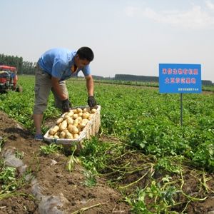 禾信生物有機(jī)肥土豆示范基地